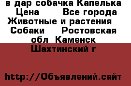 в дар собачка Капелька › Цена ­ 1 - Все города Животные и растения » Собаки   . Ростовская обл.,Каменск-Шахтинский г.